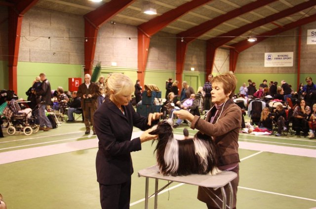 Shih Tzu Danmark